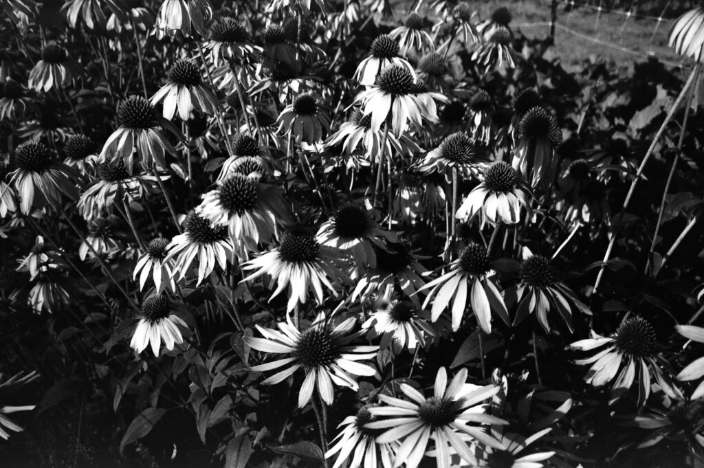 black and white photo of many cone flowers
