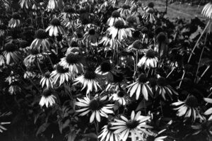 black and white photo of many cone flowers