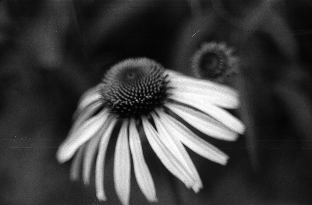 black and white photo of a cone flower