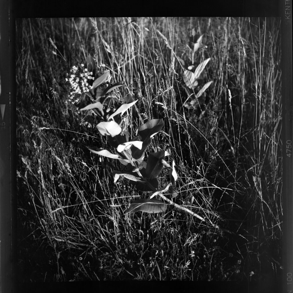 black and white photo of some milkweed plants