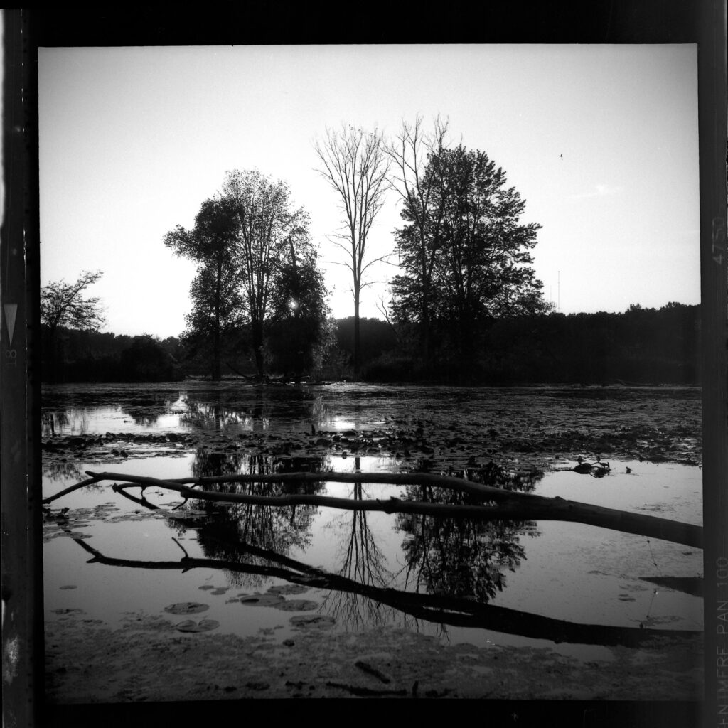 black and white photo of some trees across some water showing their reflection