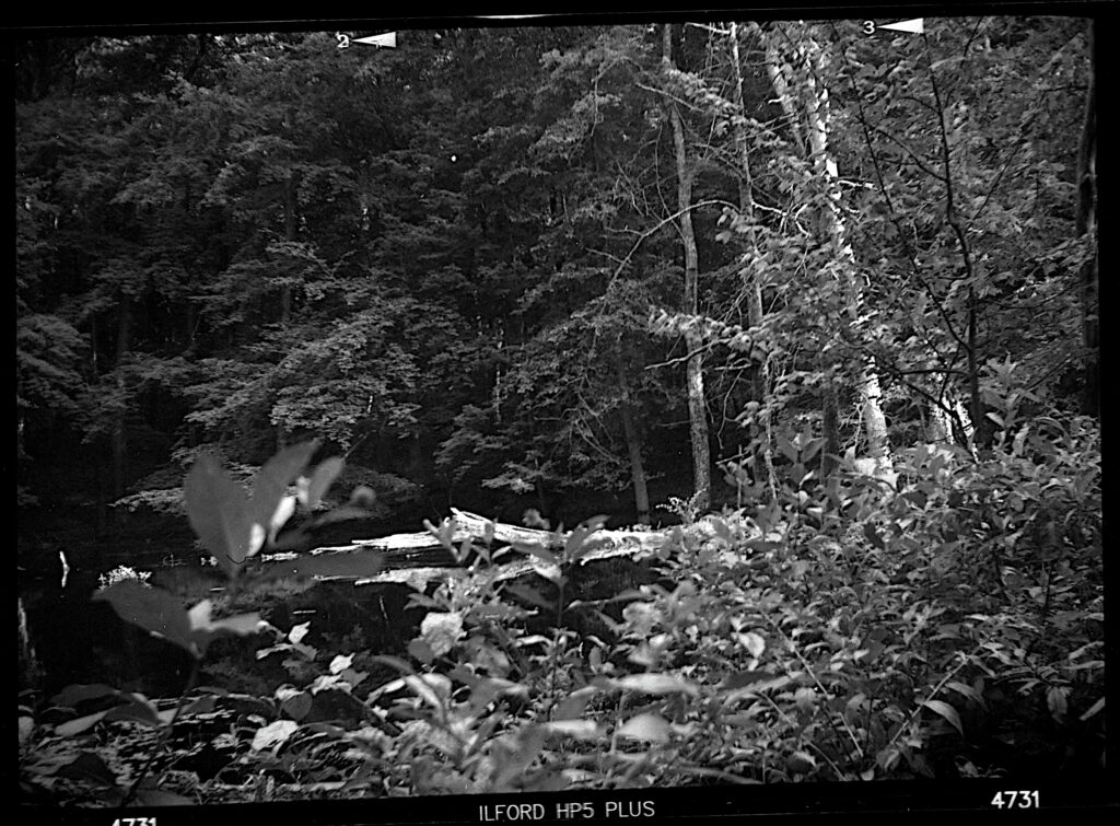 black a white image of a log in a pond surrounded by trees and such.