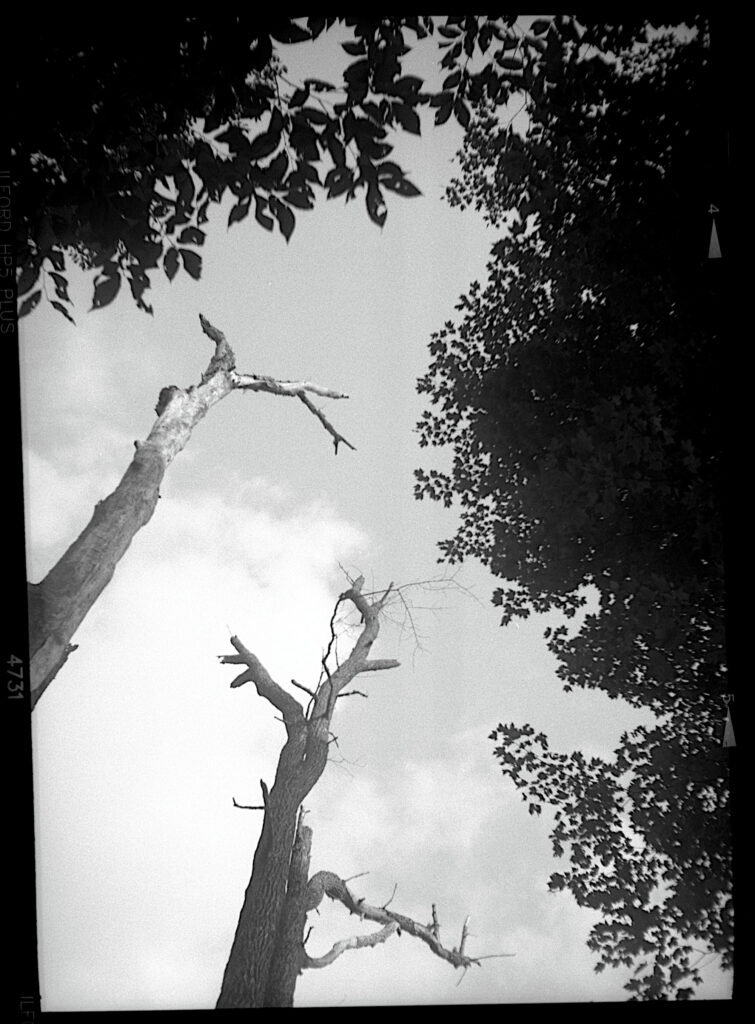 black a white image of two snags and some leafy tree tops.