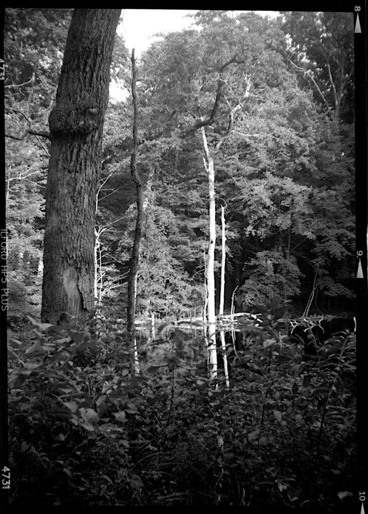 black a white image of some snags in a pond surrounded by trees and such.