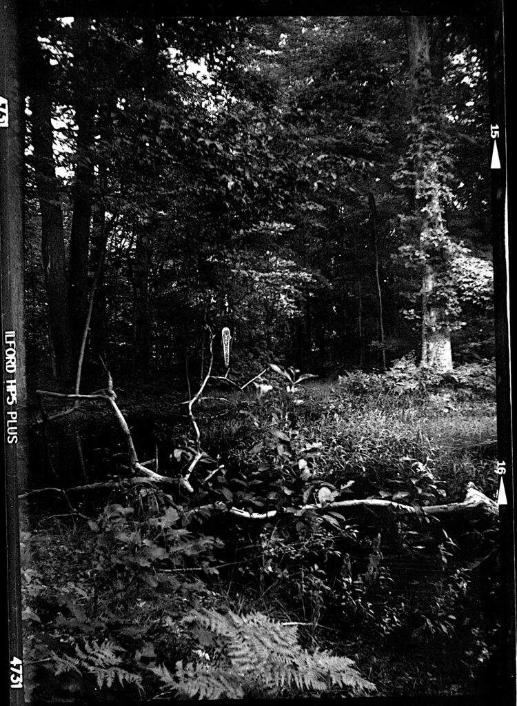 black a white image of a pond surrounded by trees and such.