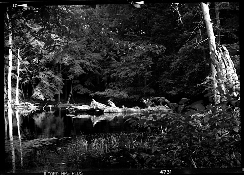 black a white image of a log in a pond surrounded by trees and such.